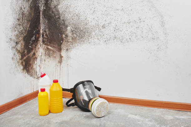 Best Residential Mold Removal  in West Branch, MI
