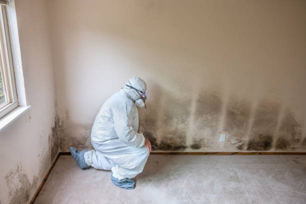 West Branch, MI Mold Removal Company