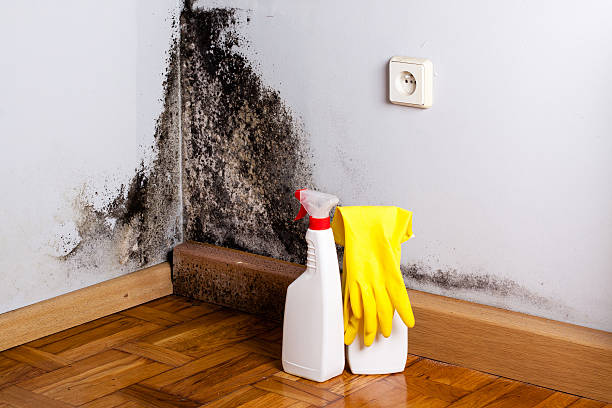 Best Fast Mold Removal  in West Branch, MI